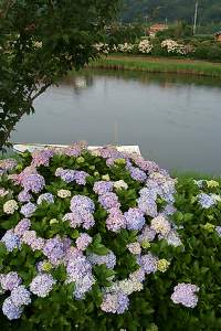 川と紫陽花