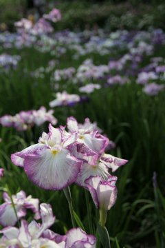 花菖蒲 EOS KissDN + SIGMA 17-70mmF2.8-4.5DC