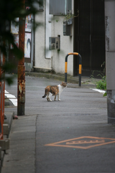 Koshishinの視点～ぬこ