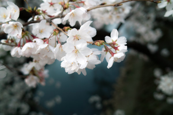 桜