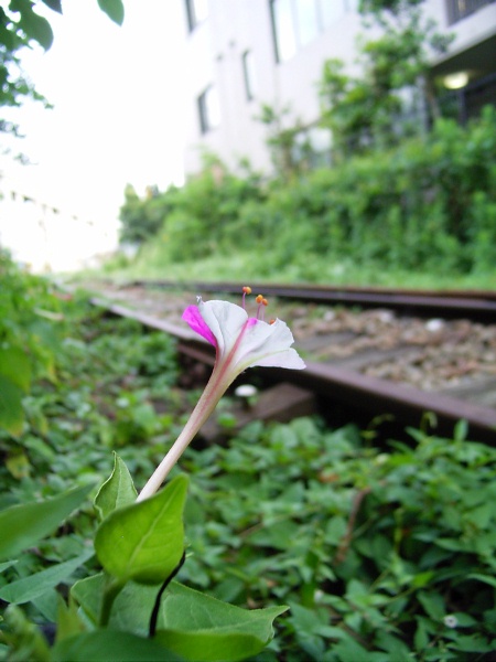 廃線跡に咲く花